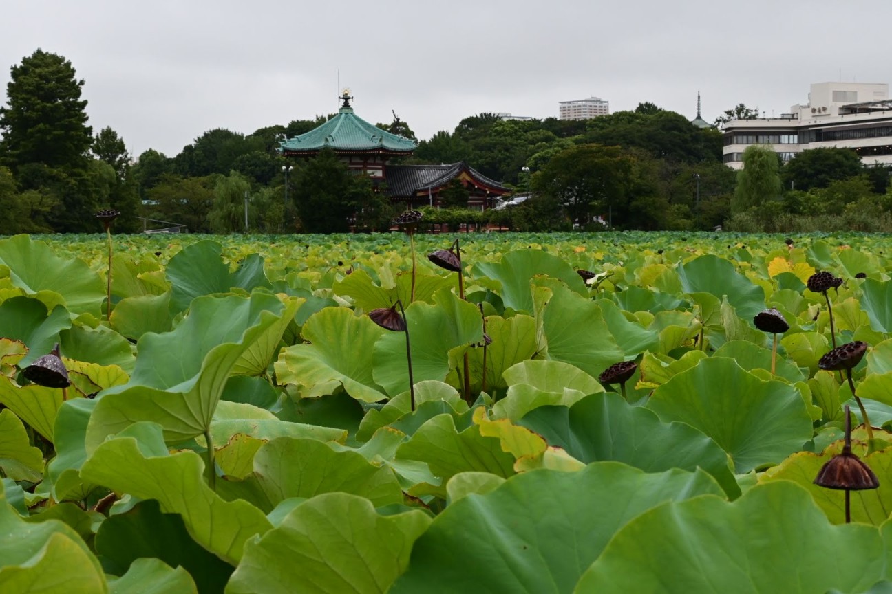 f:id:psato7:20200914123934j:image