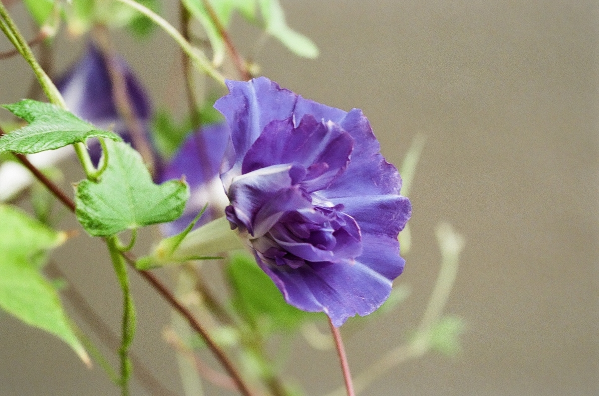 f:id:psato7:20200923213346j:plain