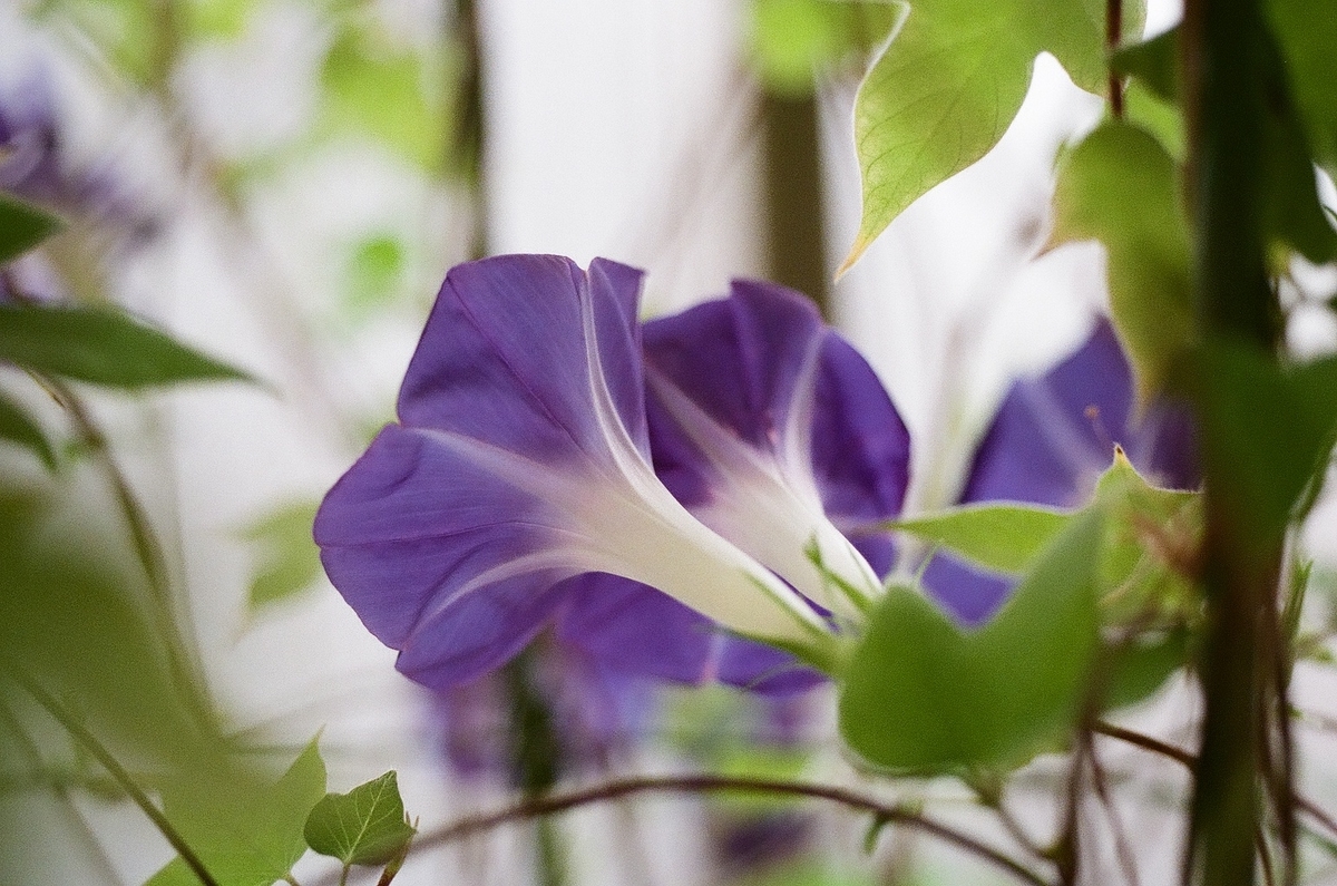 f:id:psato7:20200923213416j:plain