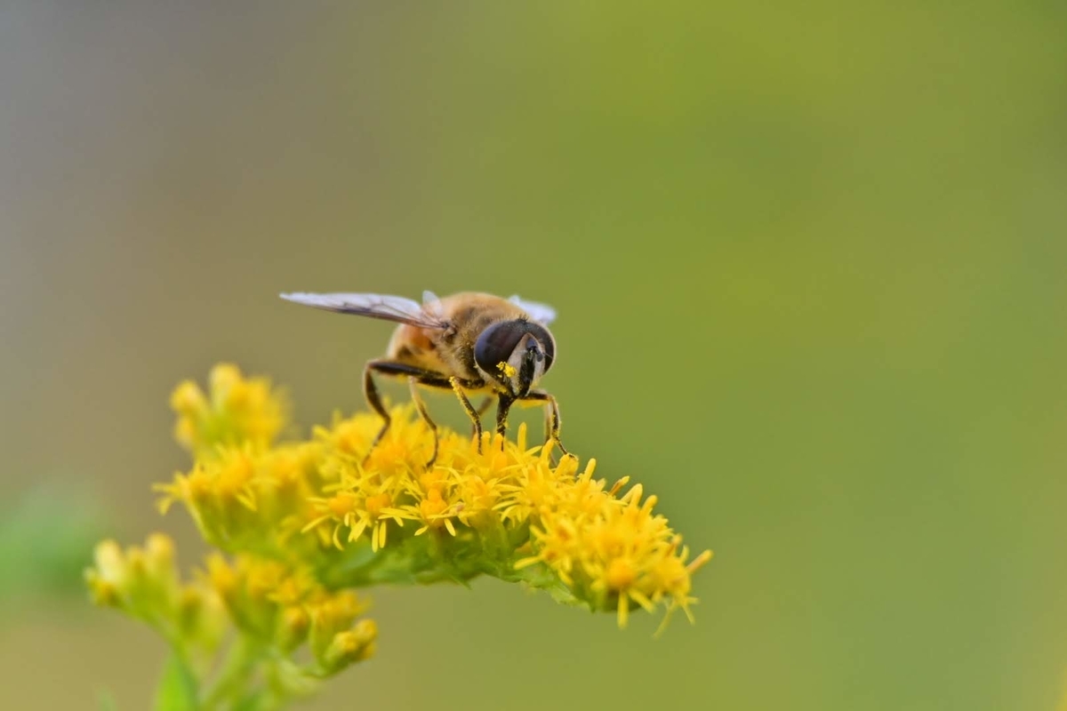 f:id:psato7:20201018201404j:plain