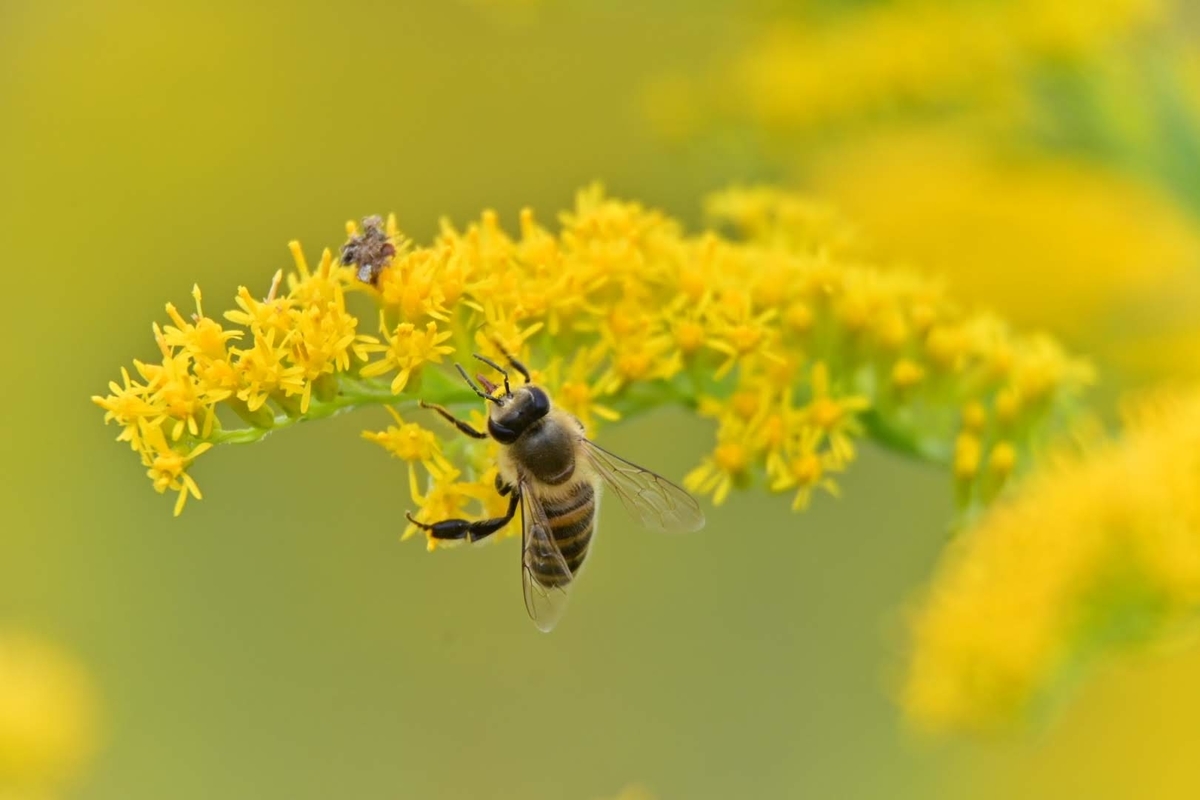 f:id:psato7:20201018201452j:plain