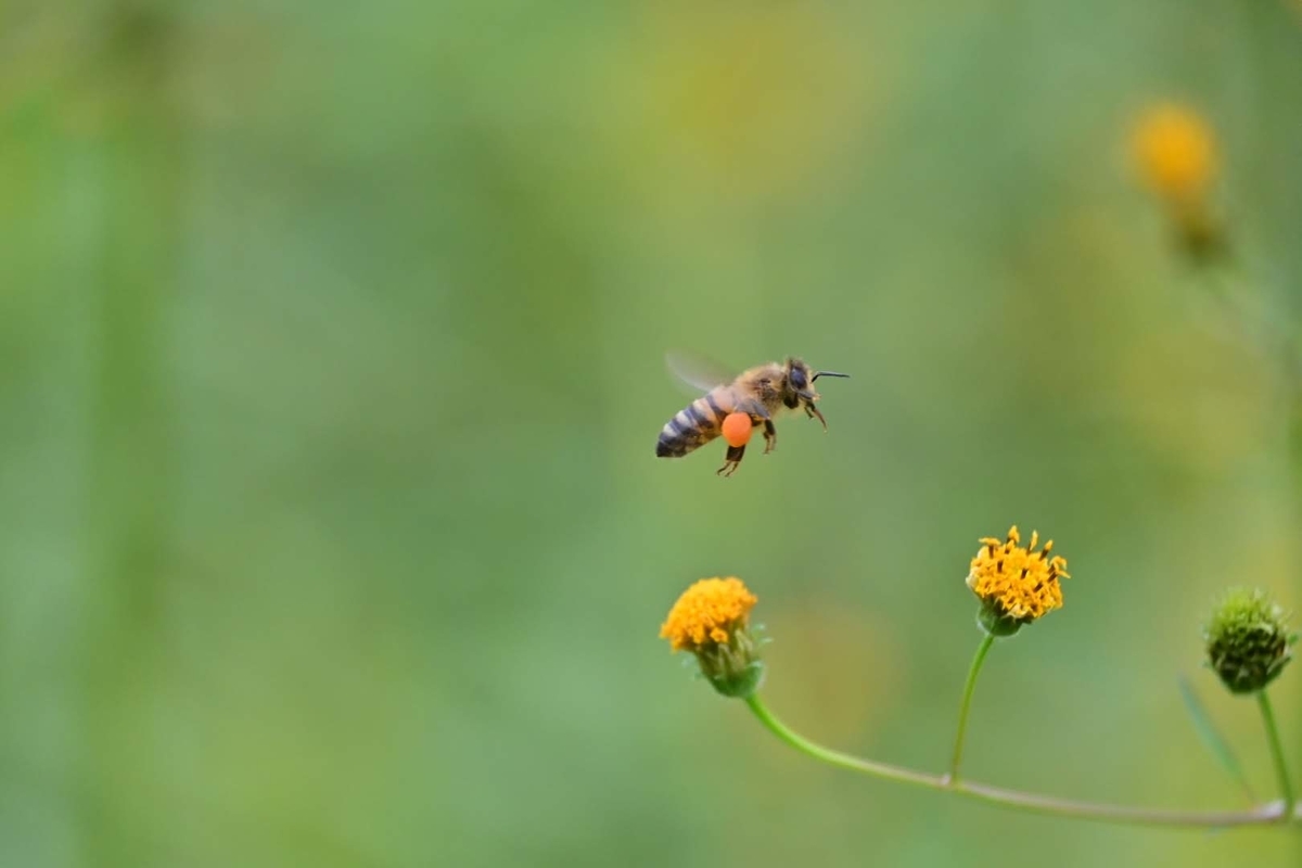 f:id:psato7:20201018201621j:plain