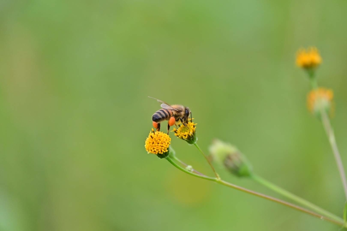 f:id:psato7:20201018201700j:plain