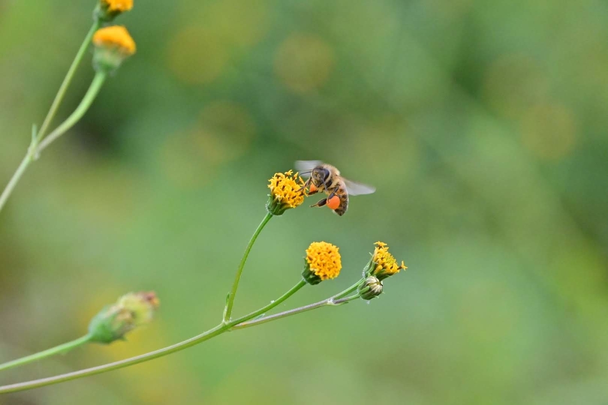 f:id:psato7:20201018201737j:plain