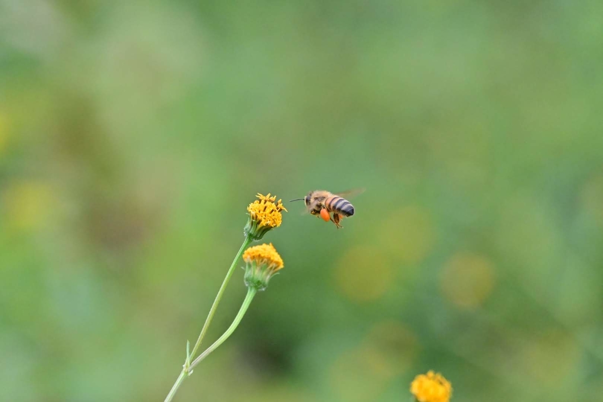 f:id:psato7:20201018202154j:plain