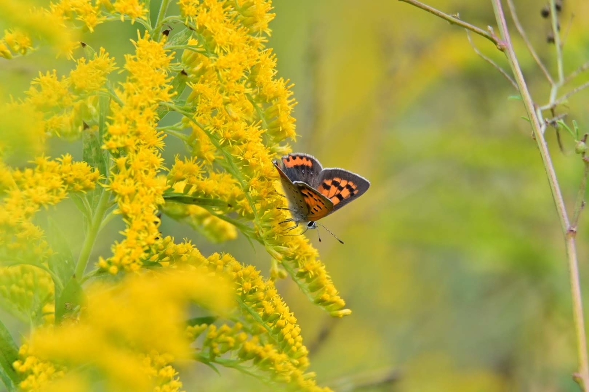 f:id:psato7:20201018203912j:plain