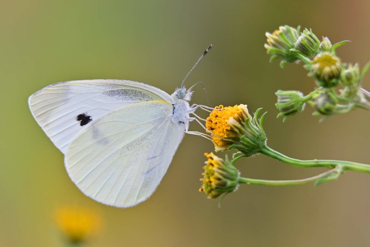 f:id:psato7:20201018205157j:plain