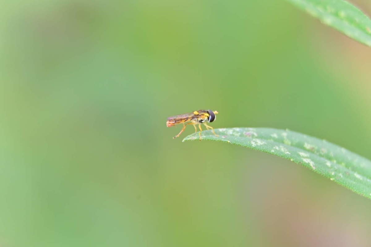 f:id:psato7:20201018210115j:plain