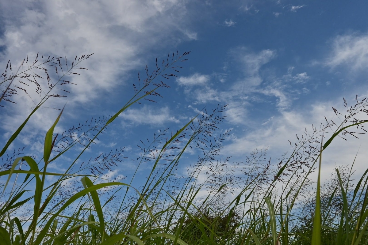 f:id:psato7:20201018210156j:plain