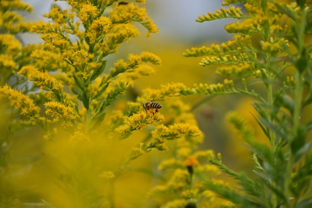 f:id:psato7:20201019045036j:plain