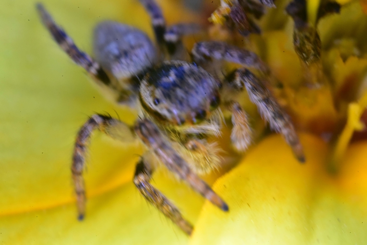 f:id:psato7:20201027074312j:plain