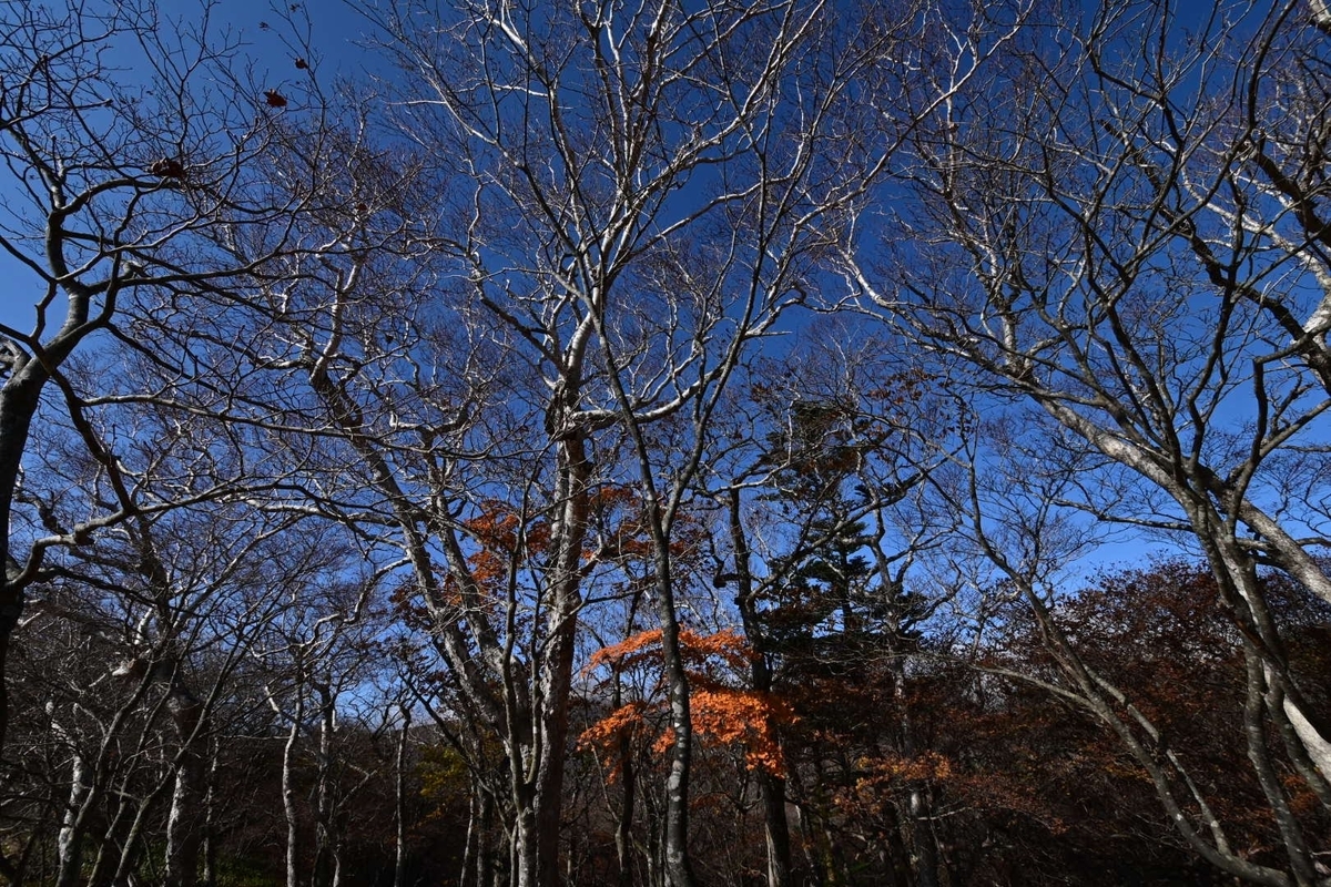 f:id:psato7:20201102212050j:plain