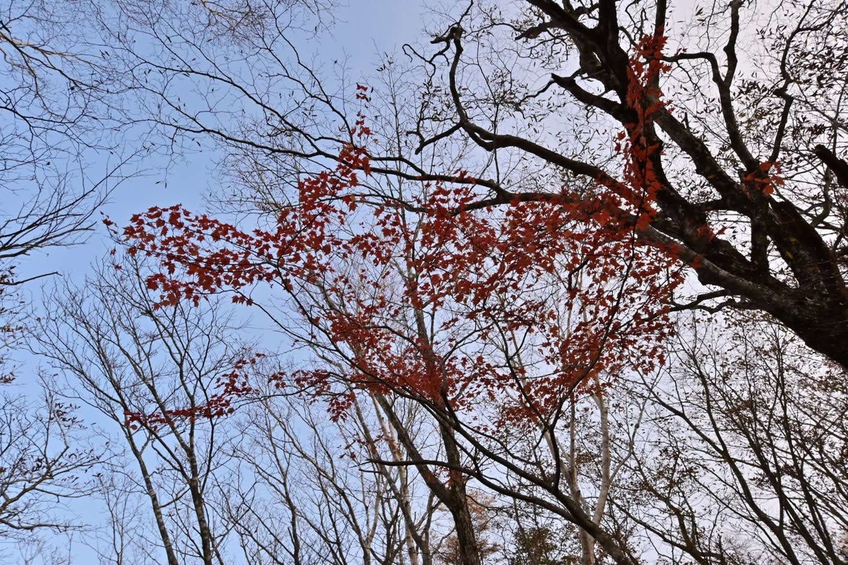 f:id:psato7:20201103165146j:plain f:id:psato7:20201103165146j:plain