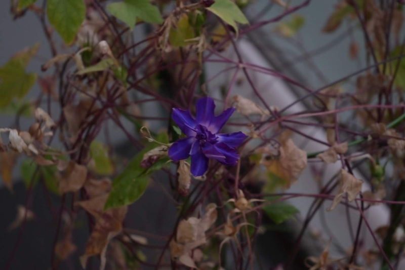 f:id:psato7:20201106205609j:plain