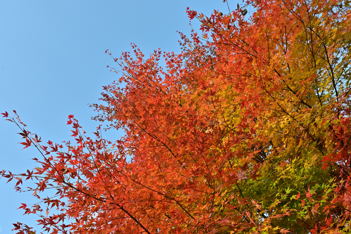 f:id:psato7:20201109192309j:plain