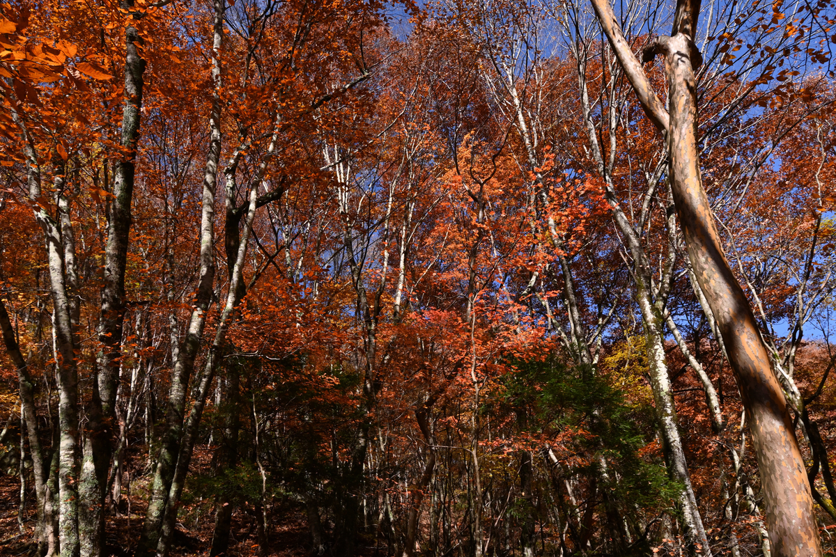 f:id:psato7:20201109201036j:plain