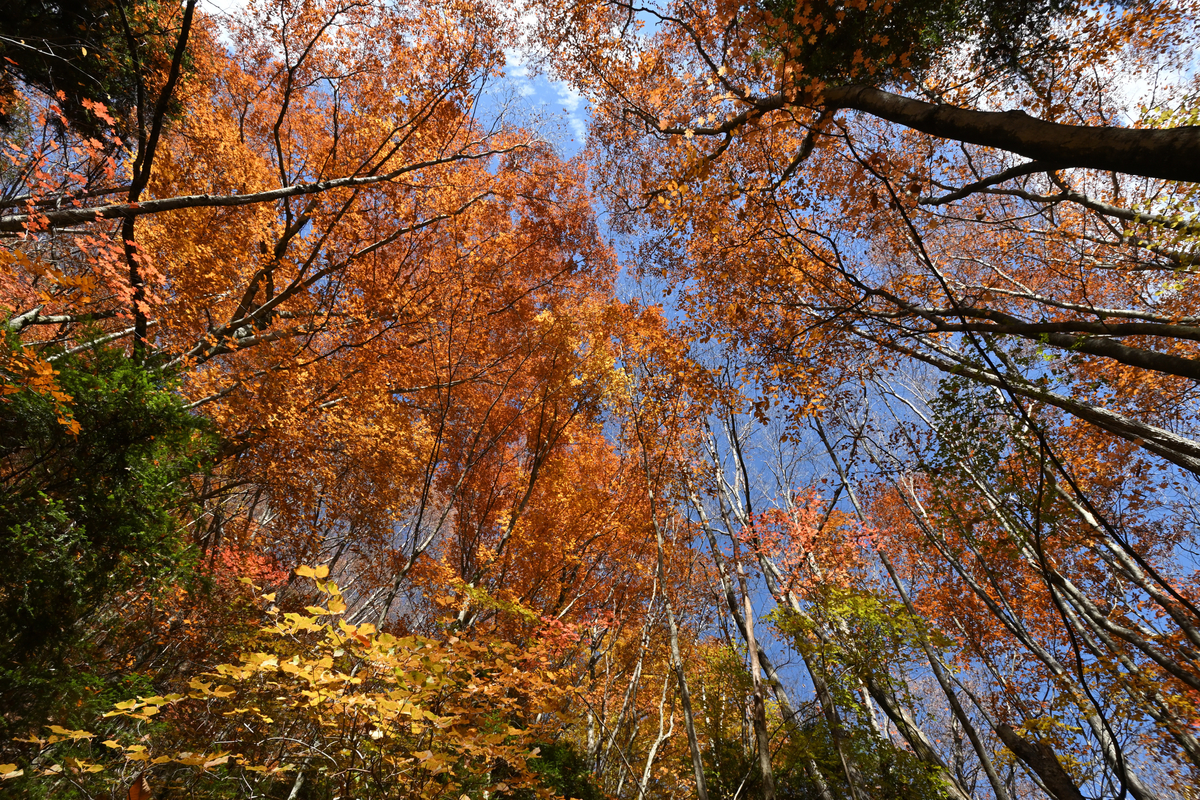 f:id:psato7:20201109201043j:plain