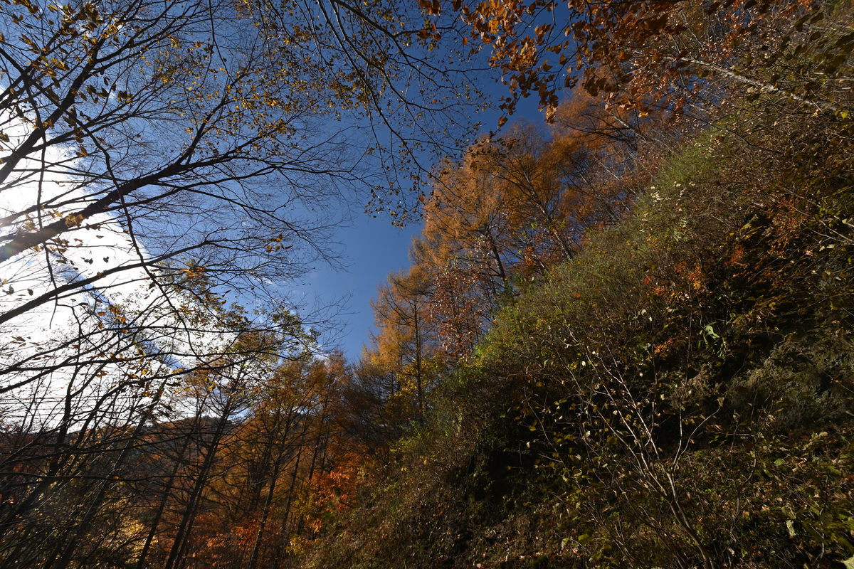 f:id:psato7:20201109201859j:plain