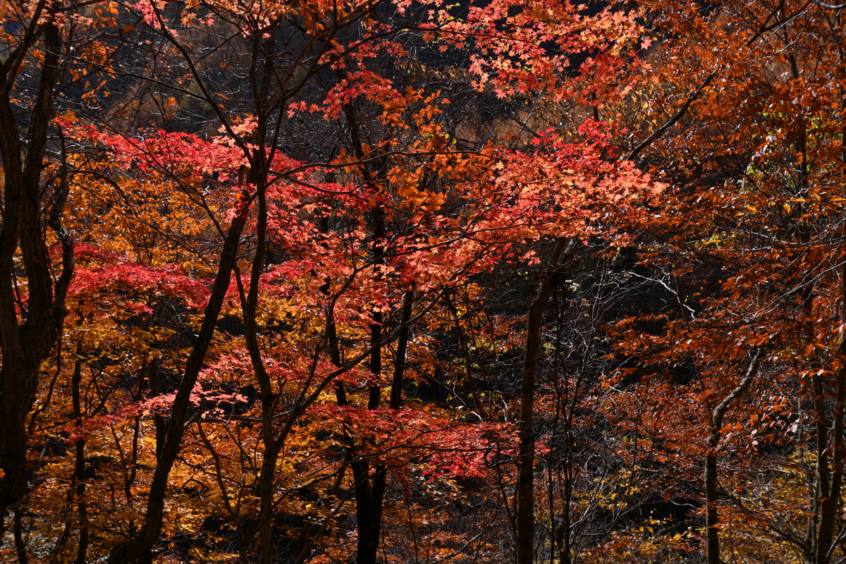 f:id:psato7:20201109202031j:plain