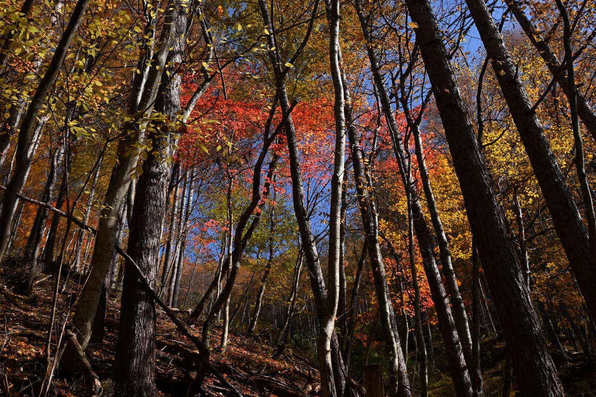 f:id:psato7:20201109202303j:plain