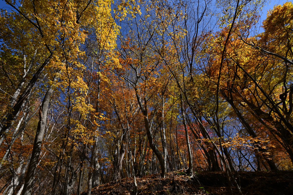 f:id:psato7:20201109202311j:plain