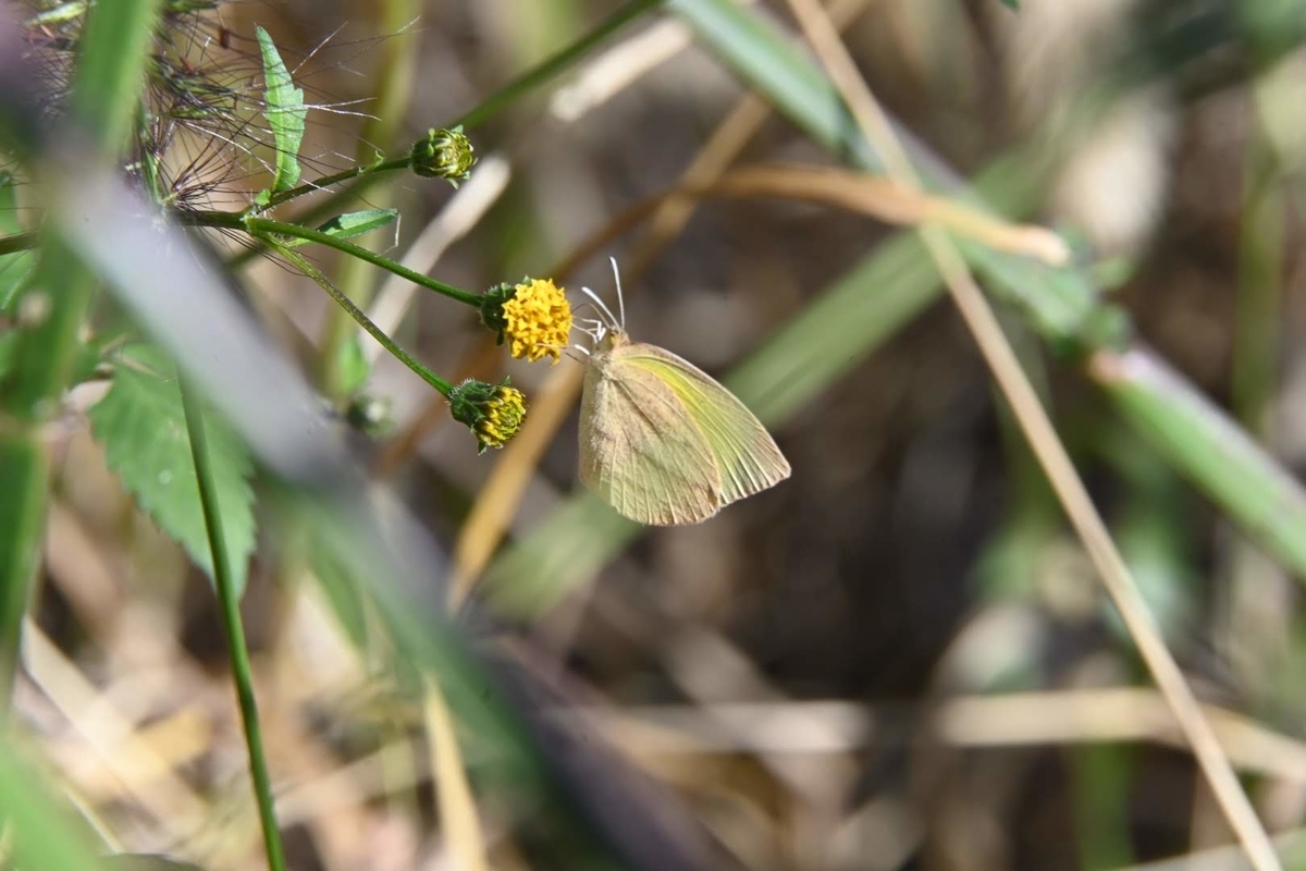 f:id:psato7:20201115053356j:plain