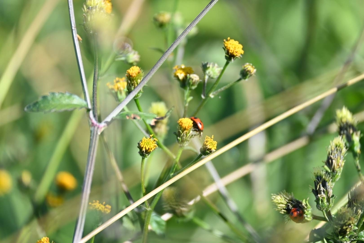 f:id:psato7:20201115053604j:plain