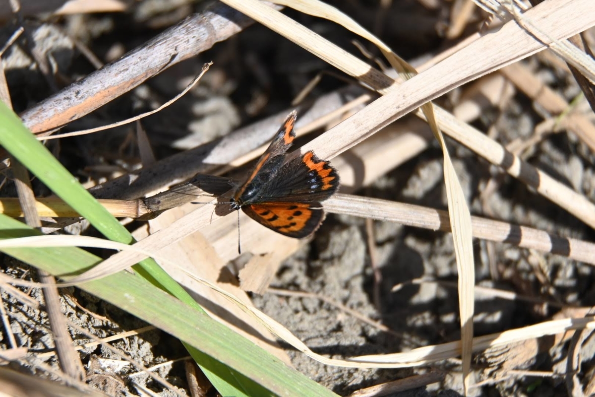 f:id:psato7:20201115053654j:plain