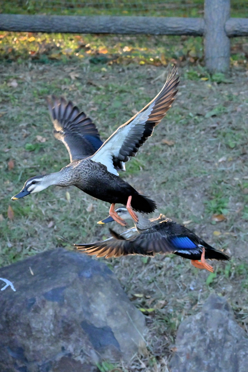 f:id:psato7:20201115202650j:plain