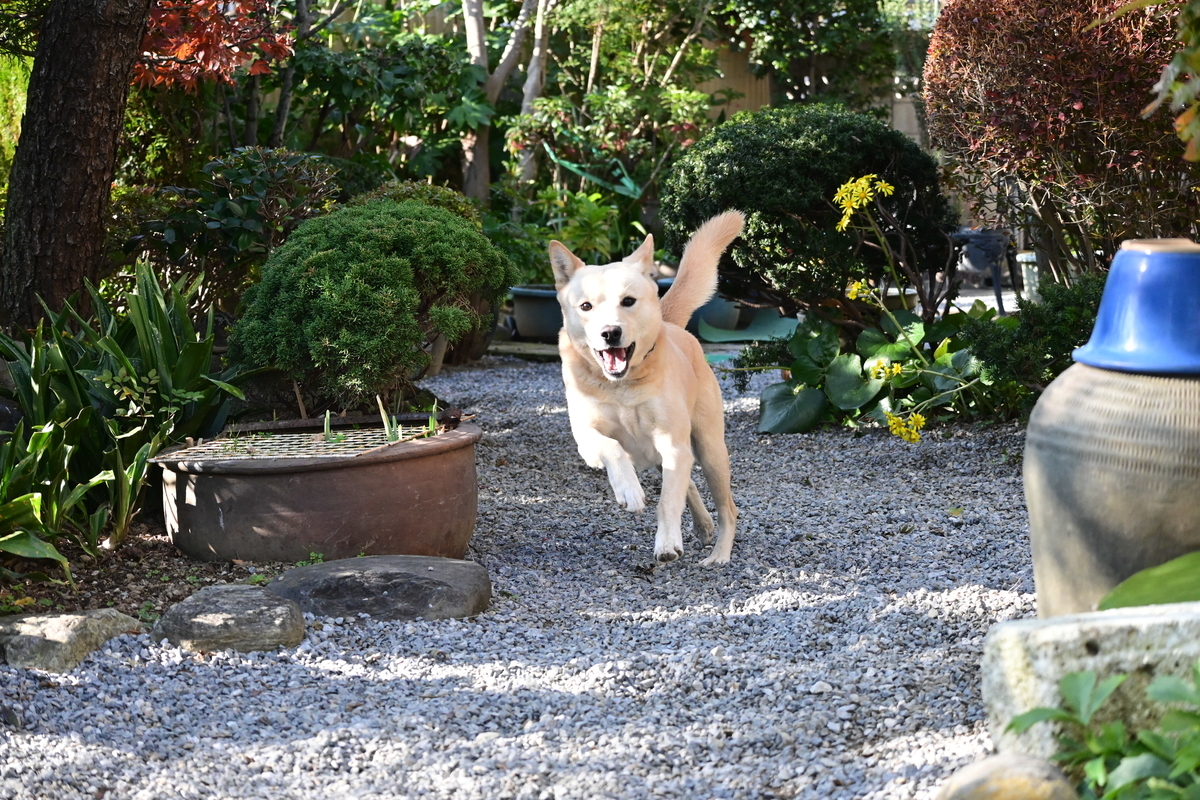 f:id:psato7:20201118052258j:plain