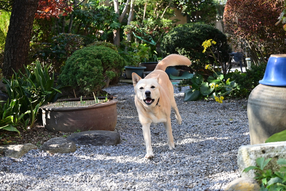 f:id:psato7:20201118052308j:plain