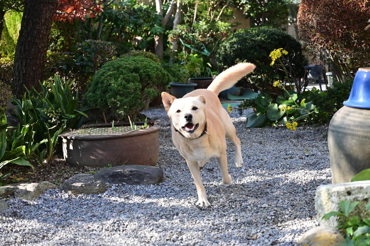 f:id:psato7:20201118052317j:plain