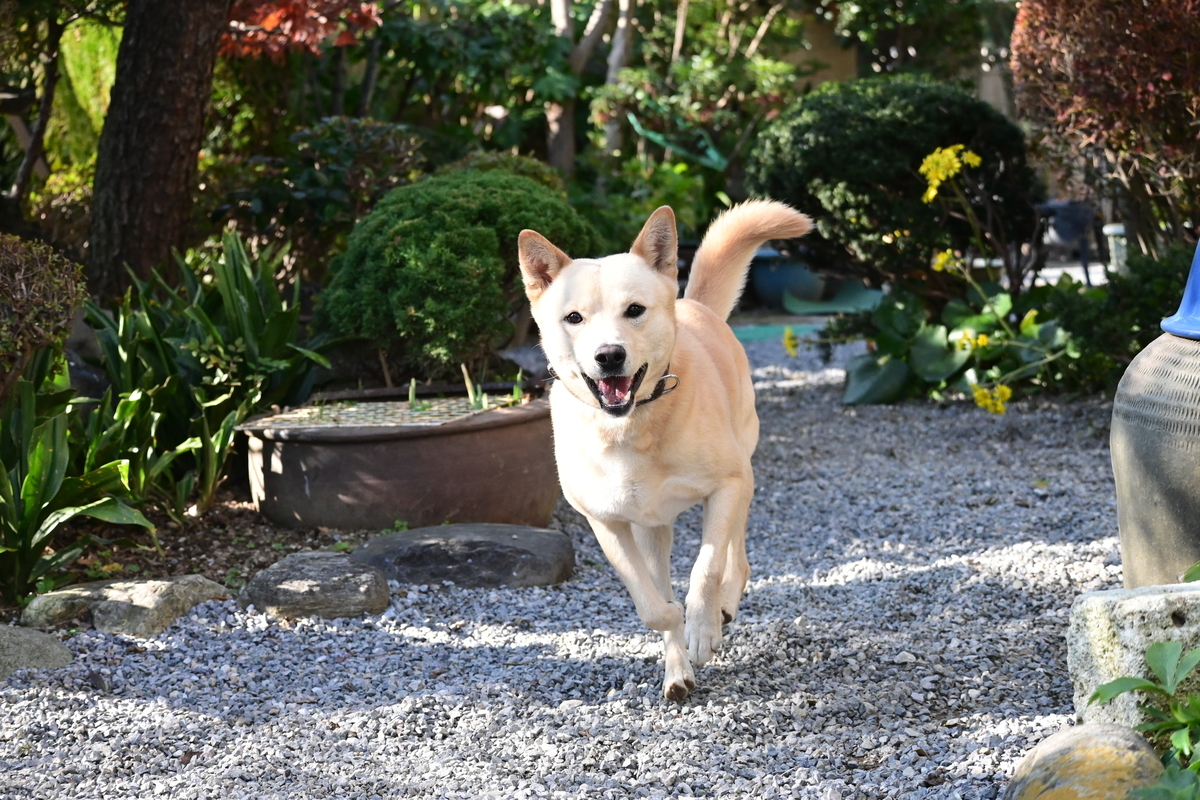 f:id:psato7:20201118052328j:plain