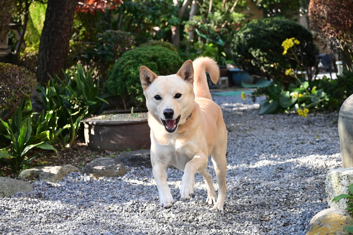 f:id:psato7:20201118052337j:plain