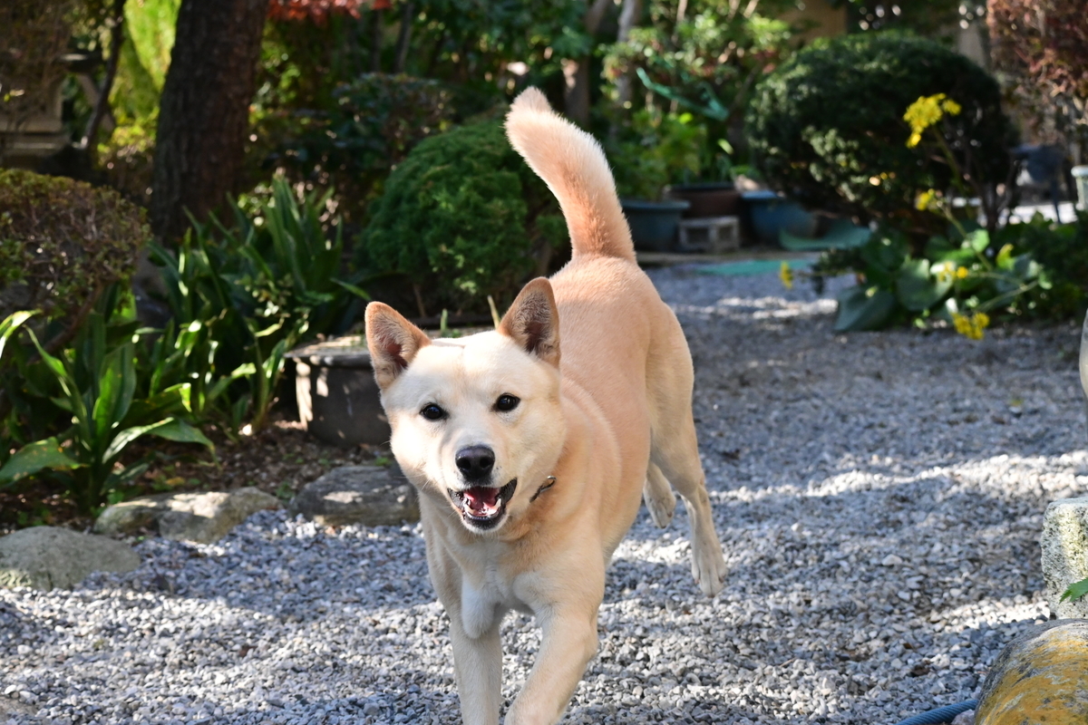 f:id:psato7:20201118052347j:plain