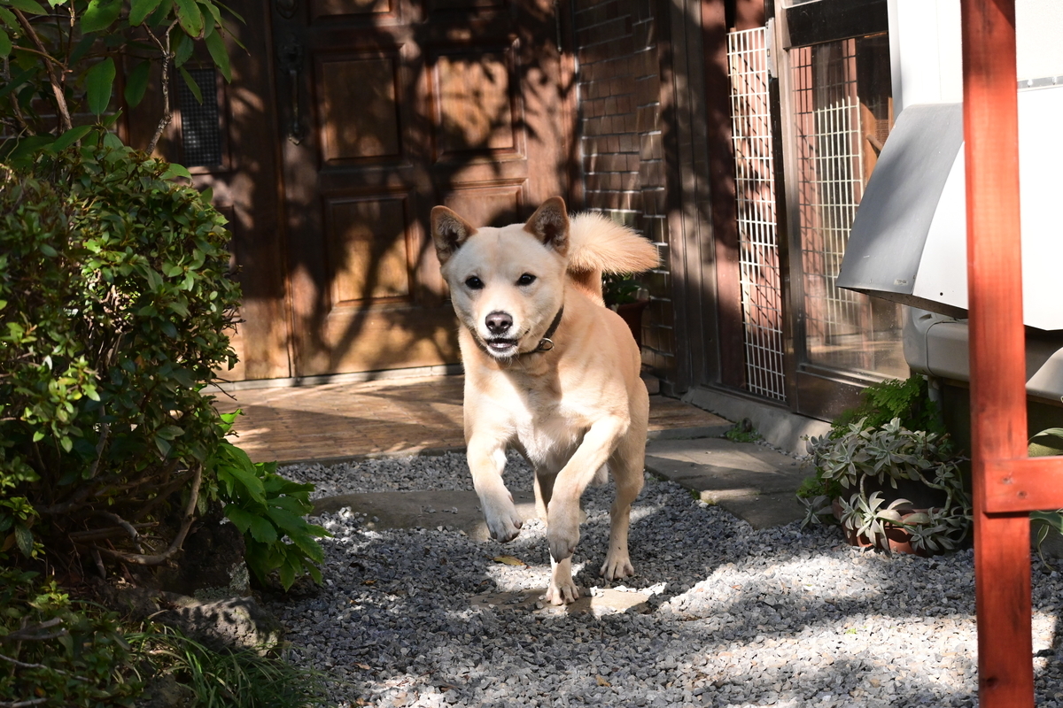 f:id:psato7:20201118053459j:plain