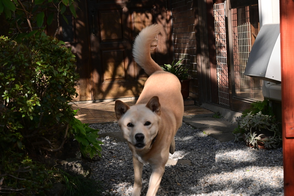 f:id:psato7:20201118053519j:plain