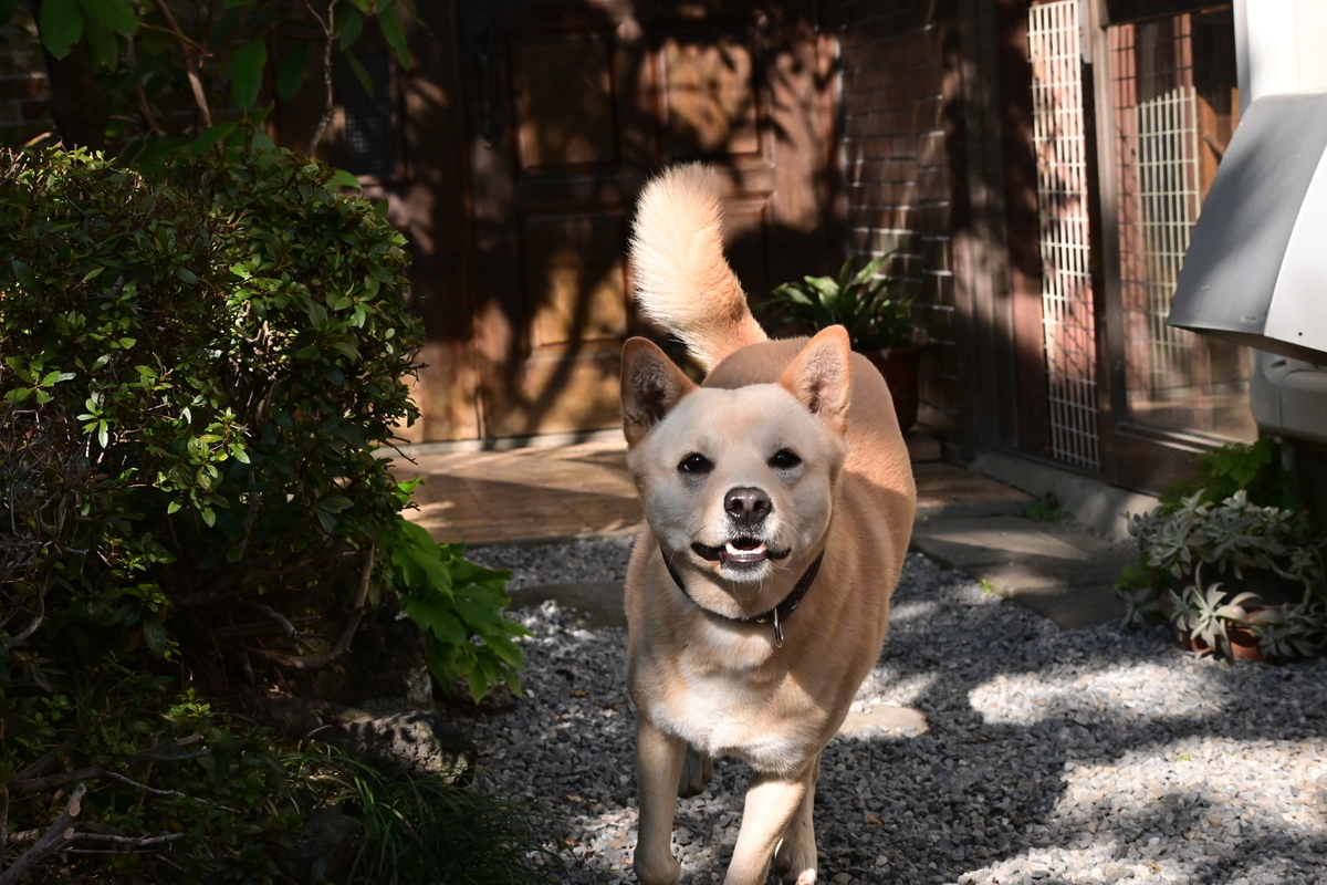 f:id:psato7:20201118053529j:plain