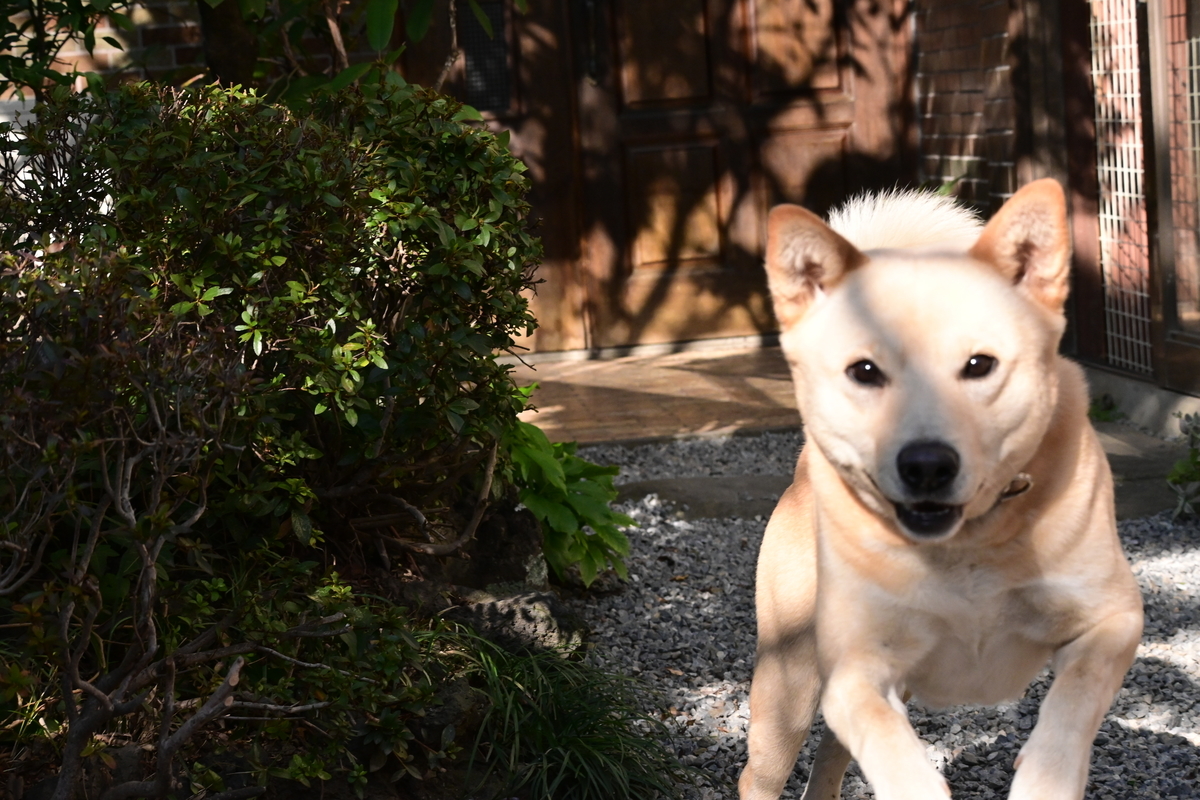 f:id:psato7:20201118053549j:plain