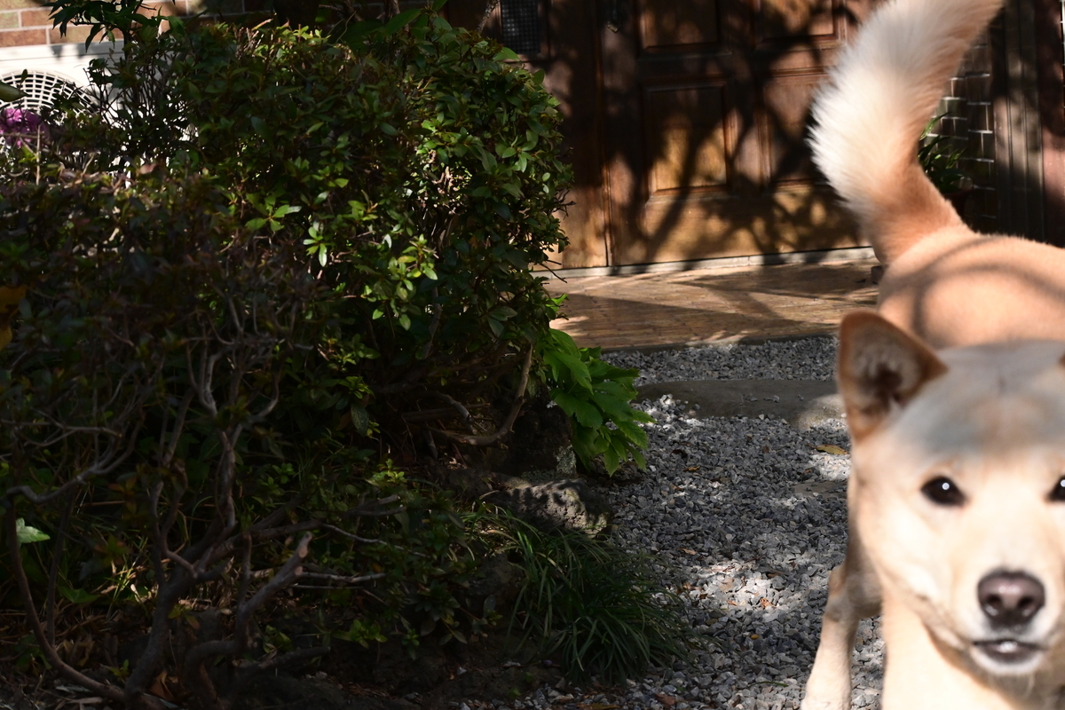 f:id:psato7:20201118053558j:plain