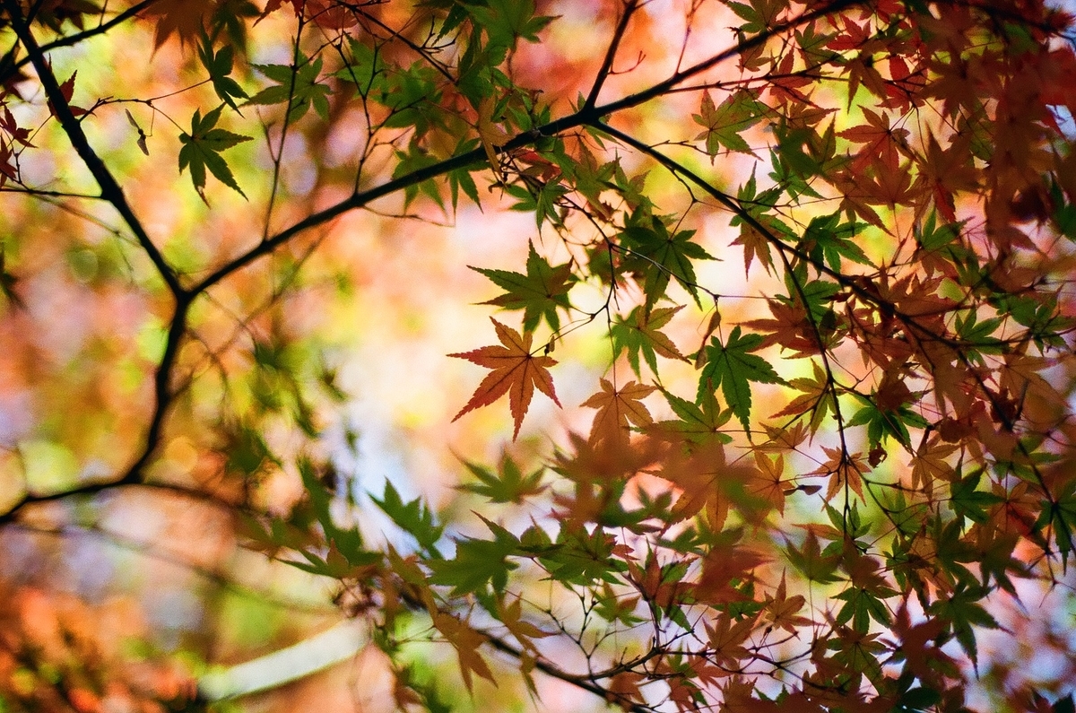 f:id:psato7:20201125045420j:plain