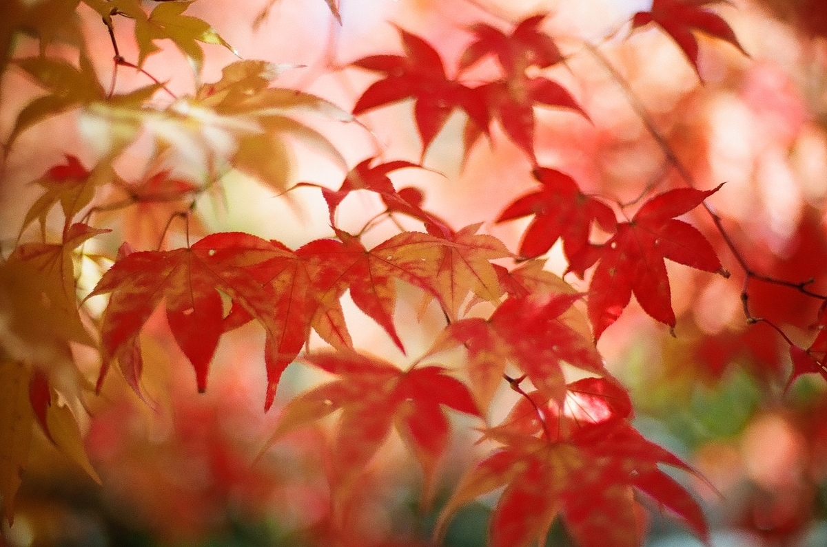 f:id:psato7:20201125050708j:plain