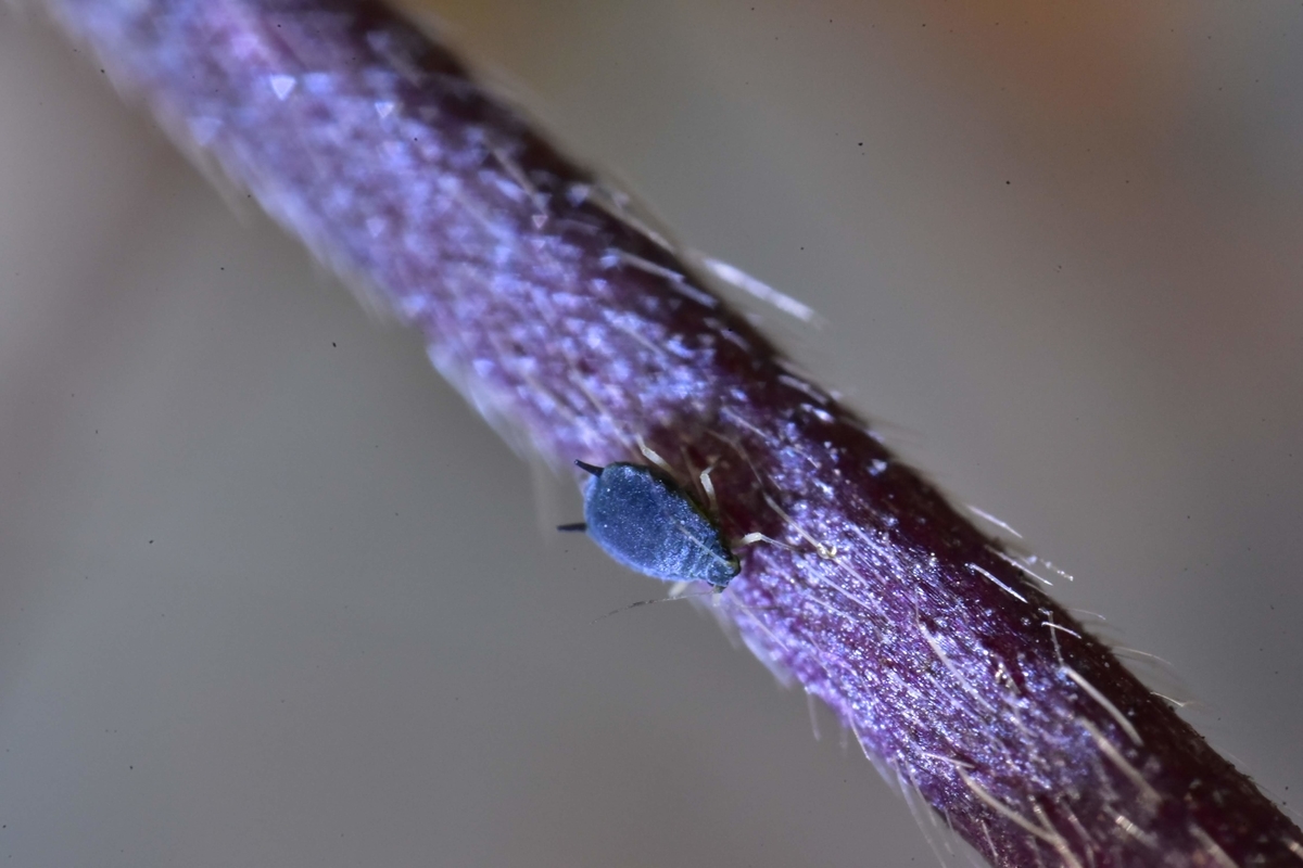 f:id:psato7:20201219072025j:plain