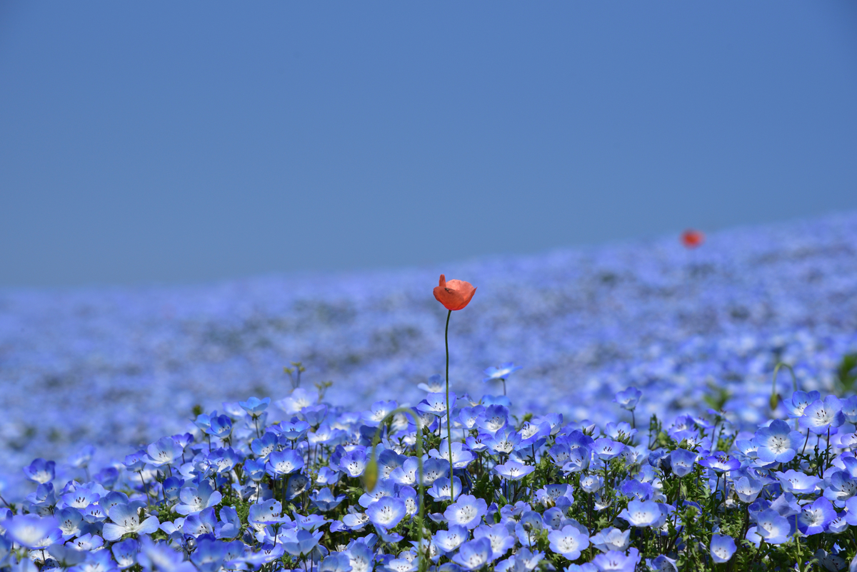 f:id:psato7:20201223070426j:plain