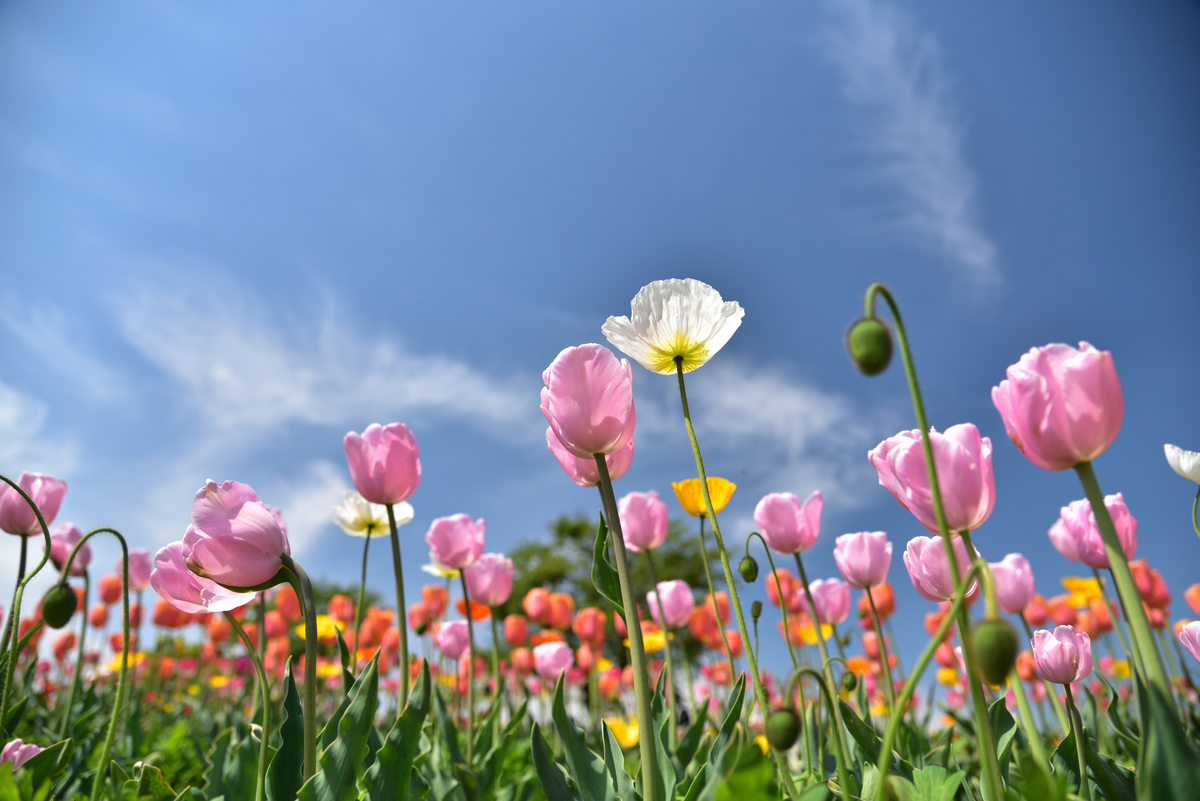 f:id:psato7:20201225054324j:plain