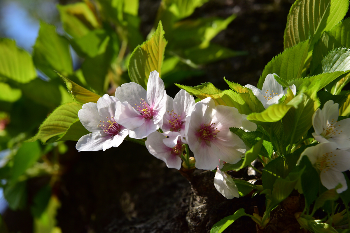 f:id:psato7:20201227140423j:plain