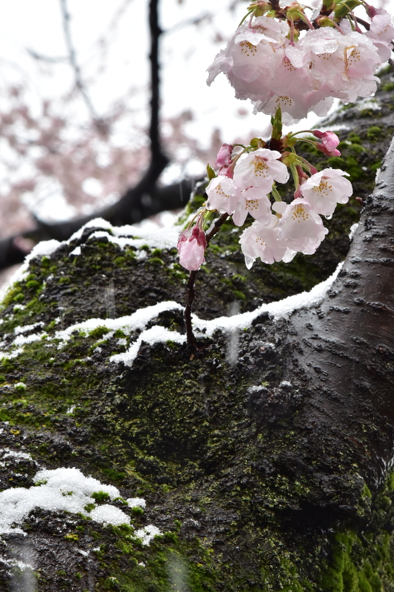 f:id:psato7:20201227140502j:plain