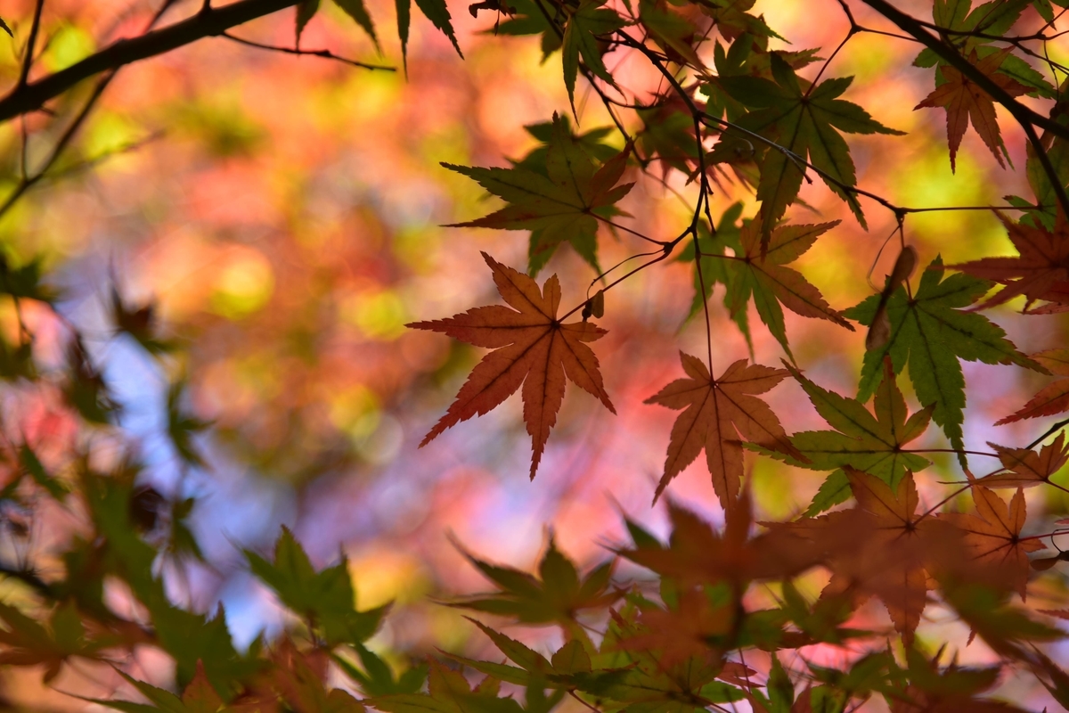 f:id:psato7:20201228055212j:plain