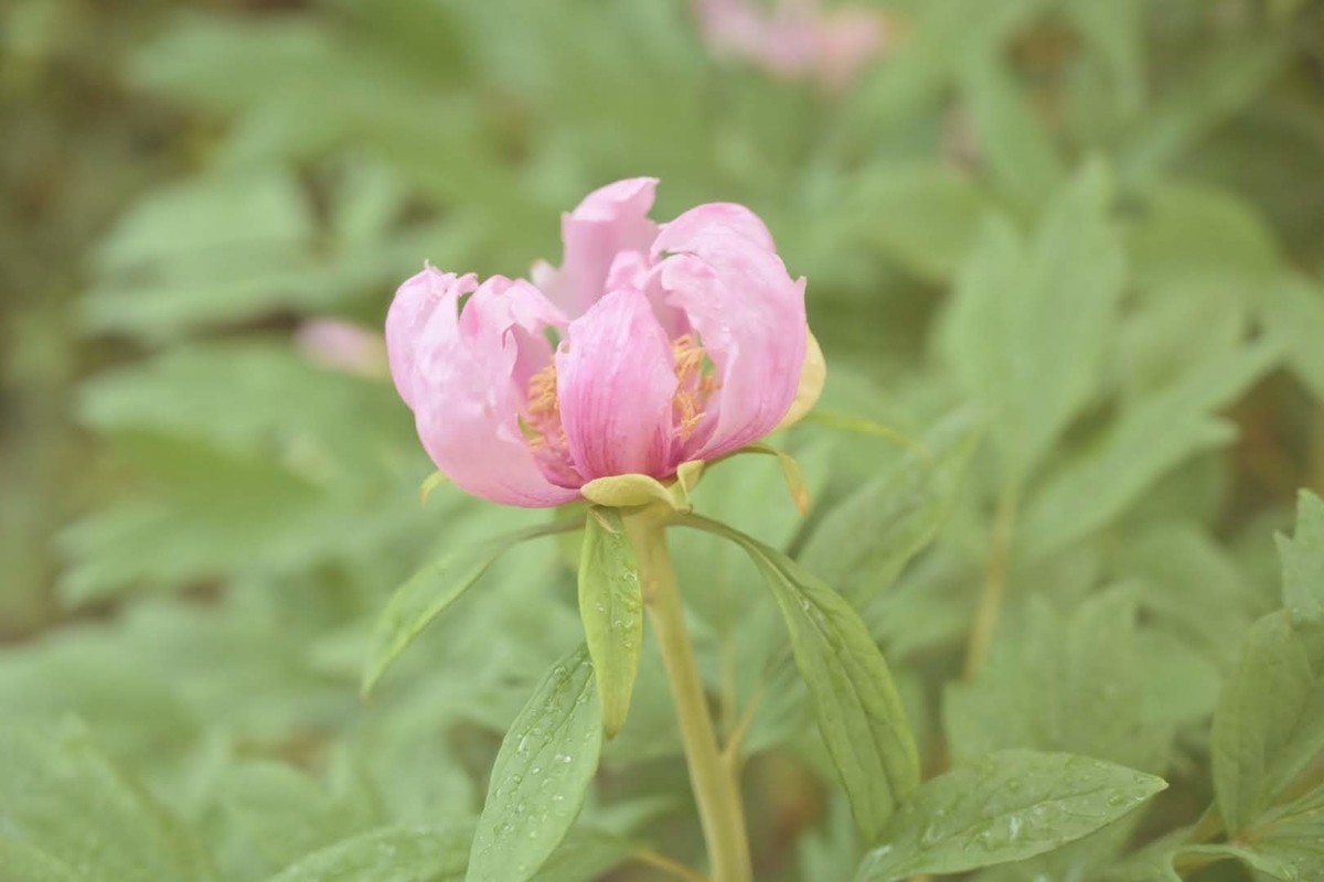 f:id:psato7:20210124195506j:plain