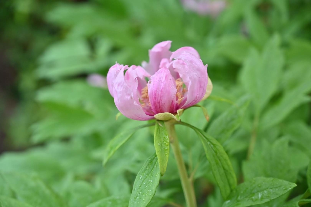 f:id:psato7:20210124200338j:plain